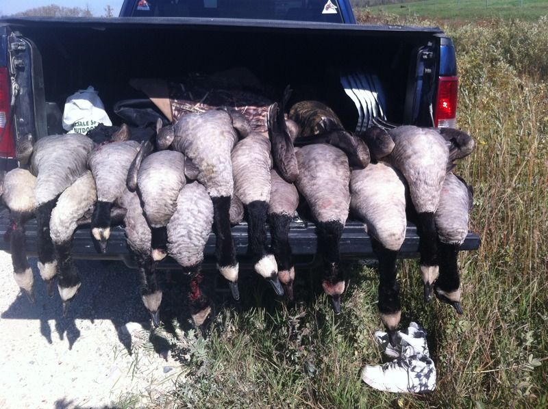Early Goose Season Success Nova Scotia Hunting Forum